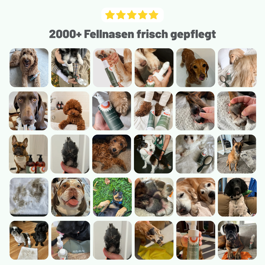 Pfotenpflegeschaum für gesunde Pfoten & ein sauberes Zuhause + GRATIS Pfotenbalsam (nur für kurze Zeit)