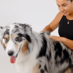 3-in-1 Hunde Staubsauger Bürste