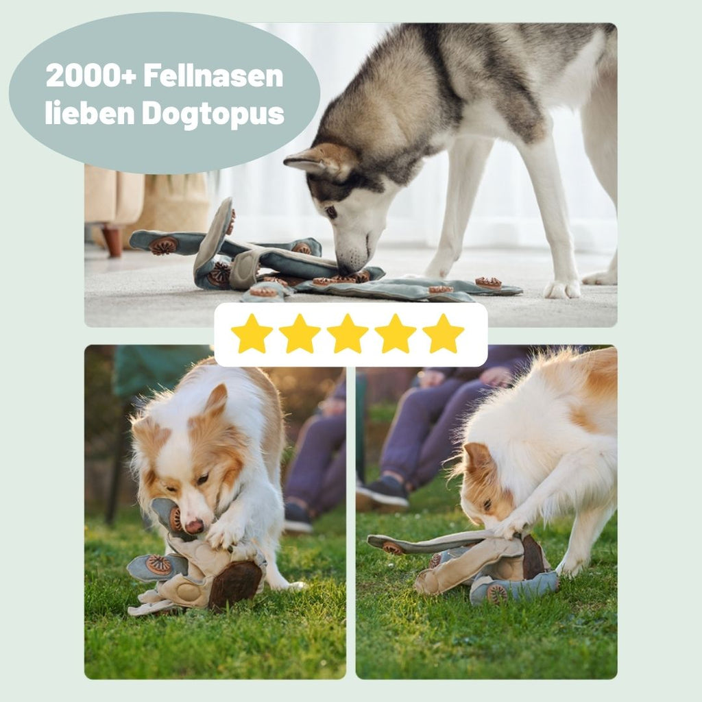 Lucky der Dogtopus: Das neue Lieblingsspielzeug für deinen Hund - Bestseller